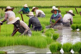 Philippines hạ mục tiêu sản lượng lúa gạo